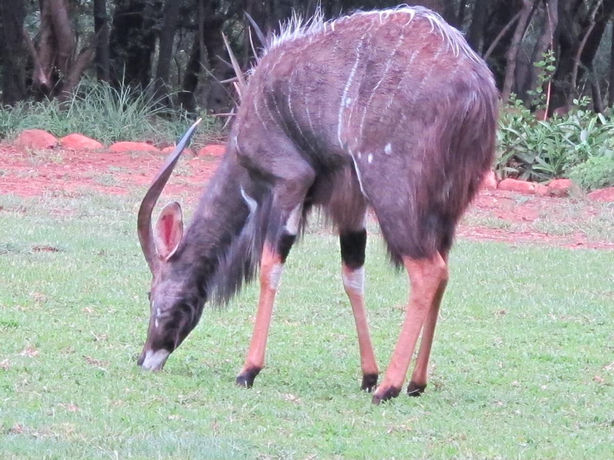 Harties Is Africa Safari Lodge Kosmos Esterno foto