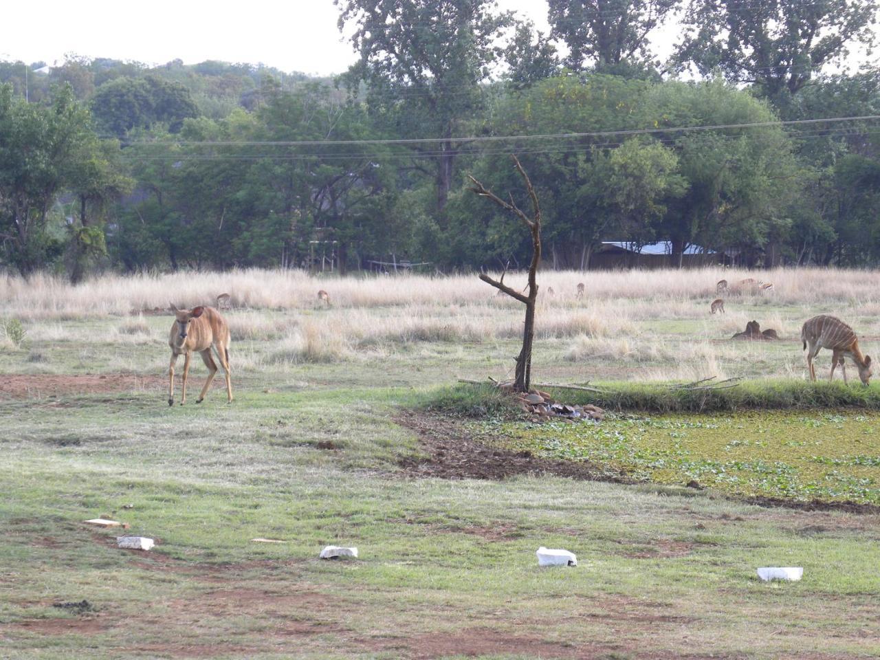 Harties Is Africa Safari Lodge Kosmos Esterno foto