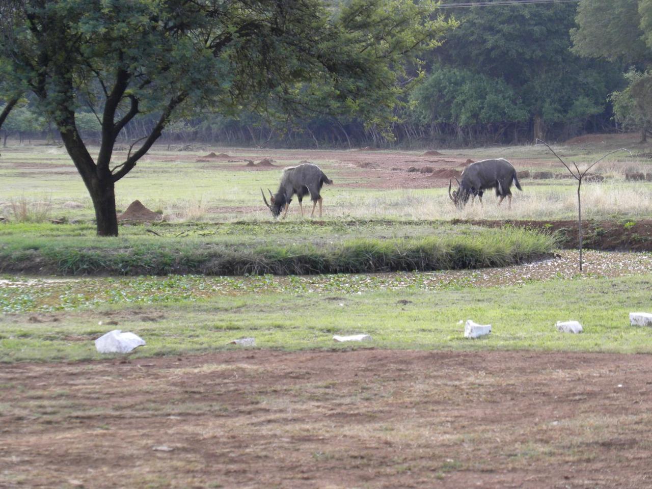 Harties Is Africa Safari Lodge Kosmos Esterno foto