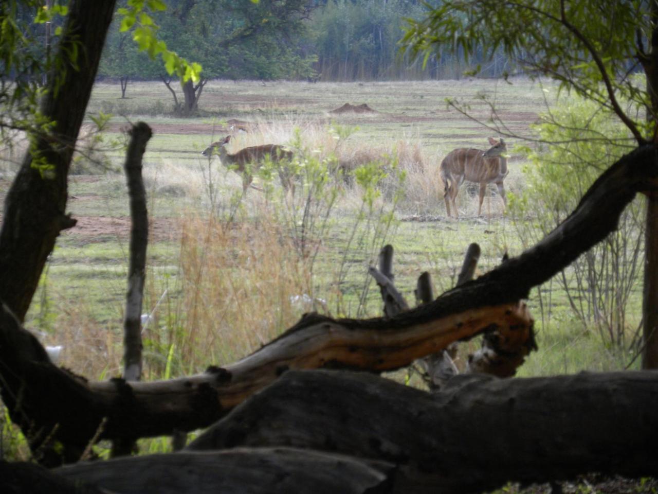 Harties Is Africa Safari Lodge Kosmos Esterno foto