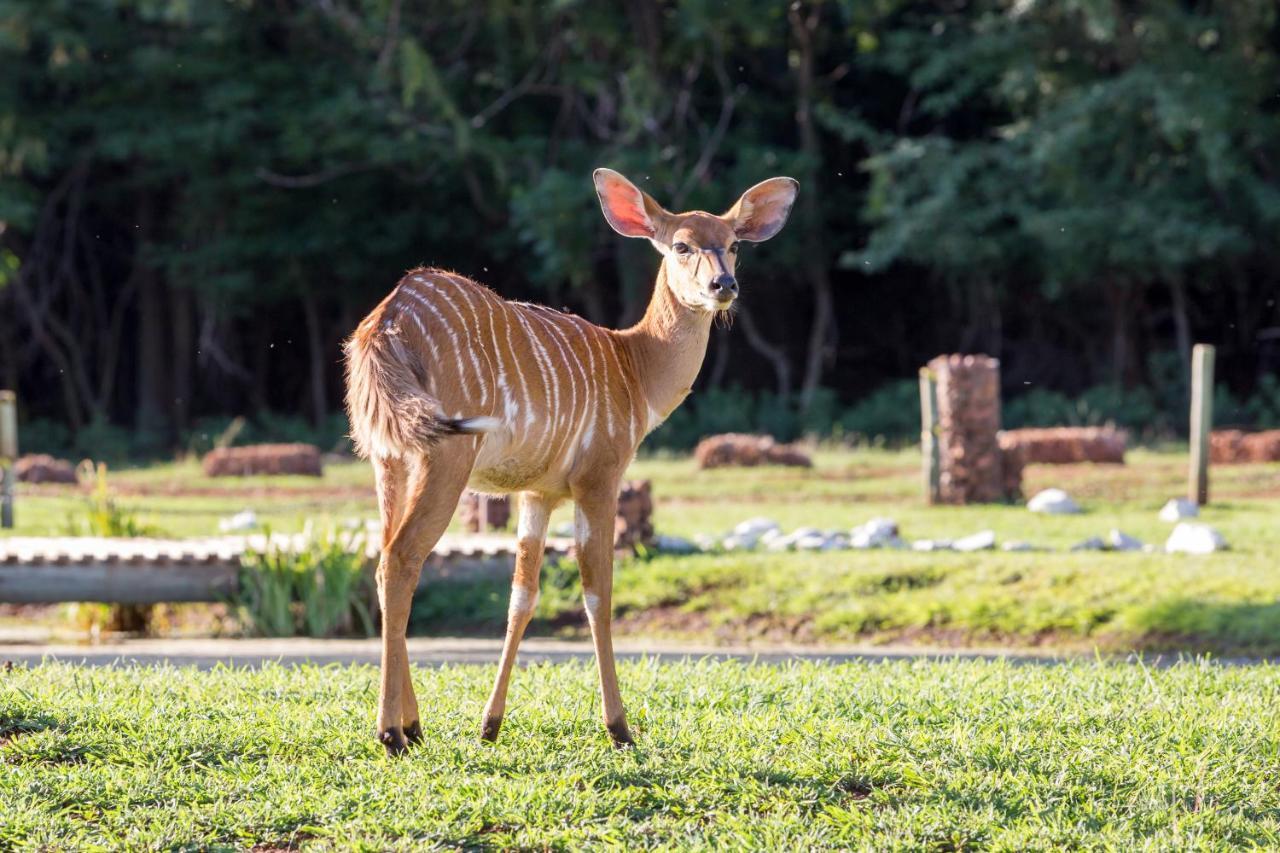 Harties Is Africa Safari Lodge Kosmos Esterno foto